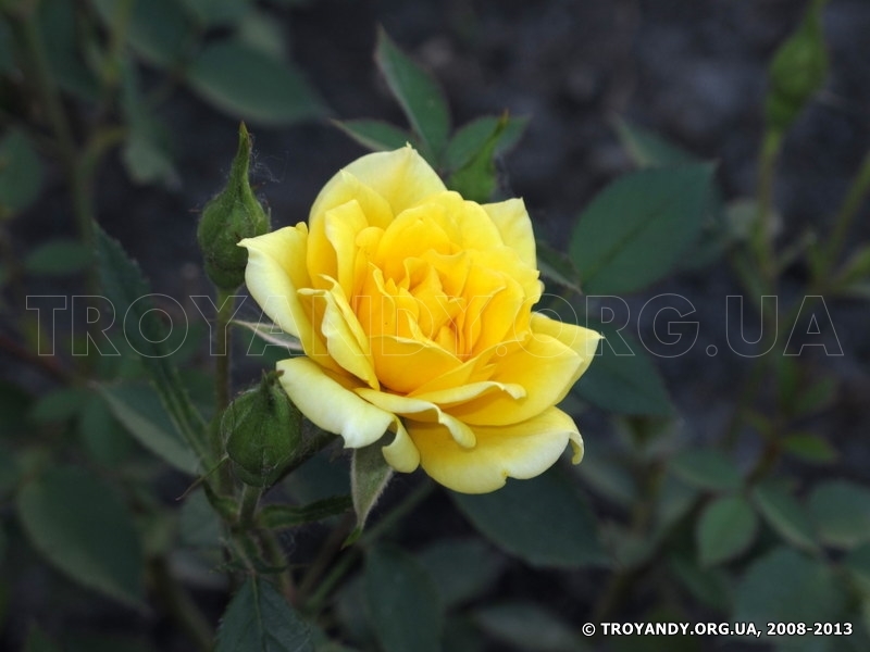 Yellow Doll